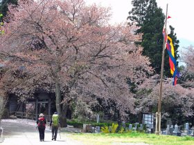 景徳院葉桜