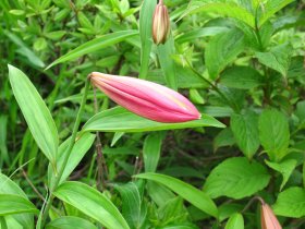 ヒメサユリはまだ蕾