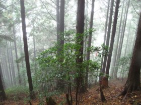 植林が出てきた